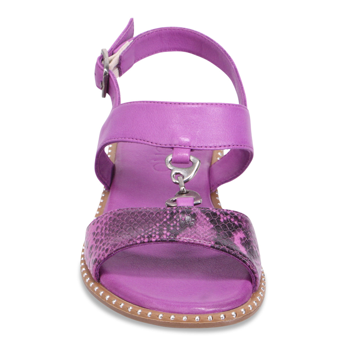 PURPLE SNAKE | Front